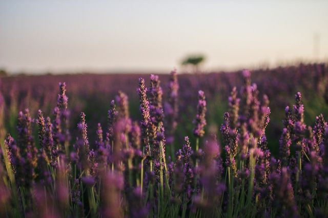 Lavender in bloom